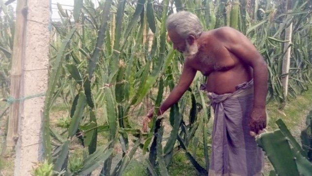 সাদুল্লাপুরে সবুজের মাঝে উঁকি নানা রঙের ড্রাগন সাদুল্লাপুরে সবুজের মাঝে উঁকি নানা রঙের ড্রাগন